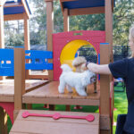 staff playing with a dog on the playground equipment