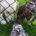 group of dogs meeting