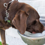 dog drinking from the fountain