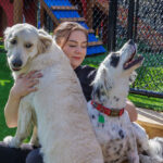 staff playing with happy dogs