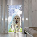 Dog coming in the door of their lodging suite