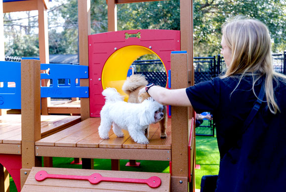 Staff playing with happy dogs in daycare