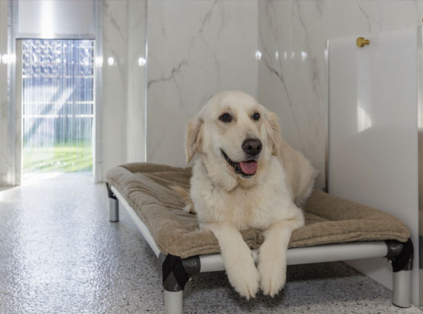 Happy dog in boarding suite