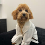 Happy dog in a robe after grooming