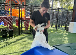 staff petting a dog in the outdoor play yard