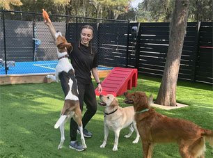staff playing with dogs in daycare