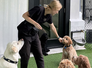 staff giving treats to dogs