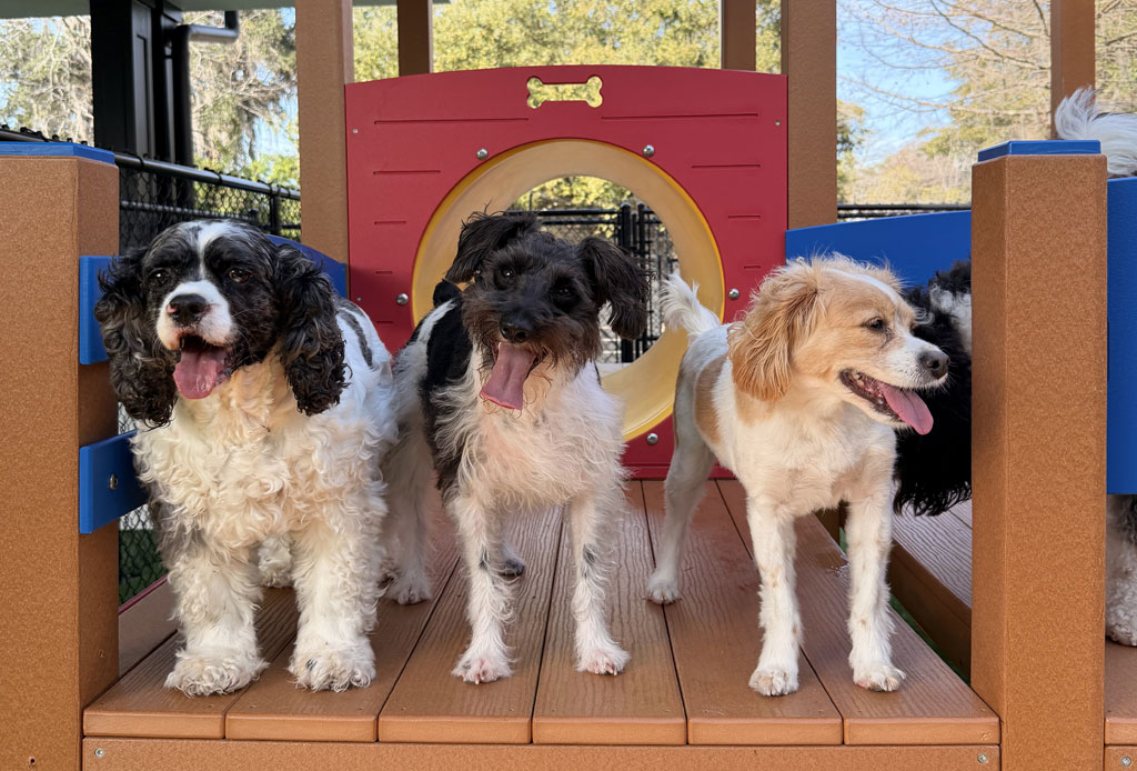 dogs on the playground